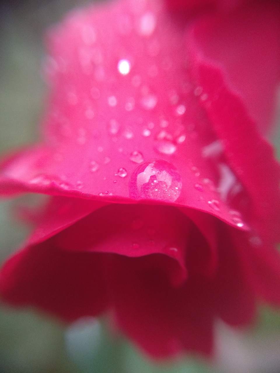 Очень Красивые Розы Фото