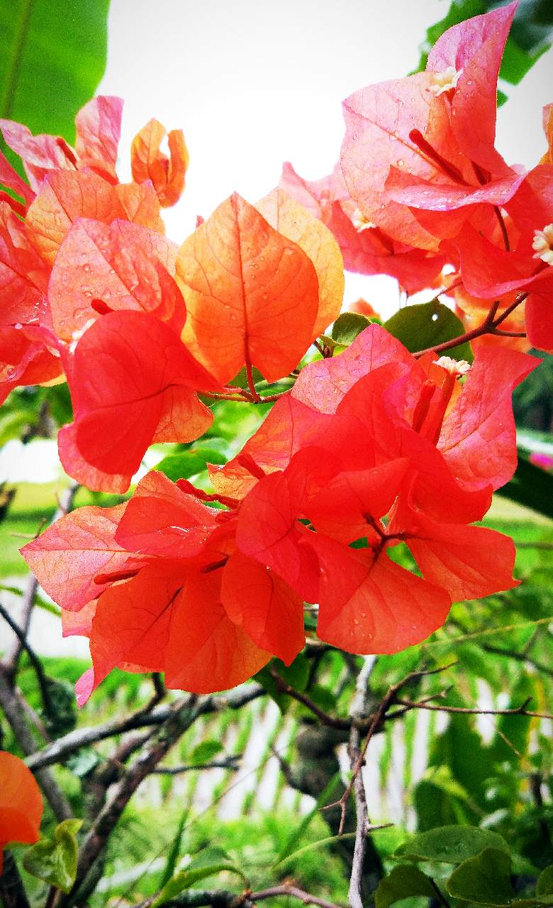 Bunga Kertas Orange Pengisi Cerah Dikala Mendung Fotografi Mi Community Xiaomi