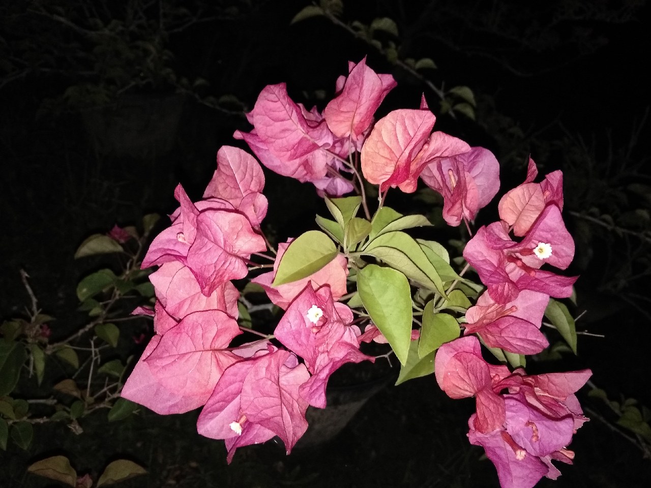 Bunga Ini Indah Tapi Berduri Kamu Cantik Tapi Kalau Ngomong Buat Sakit Hati Fotografi Mi Community Xiaomi