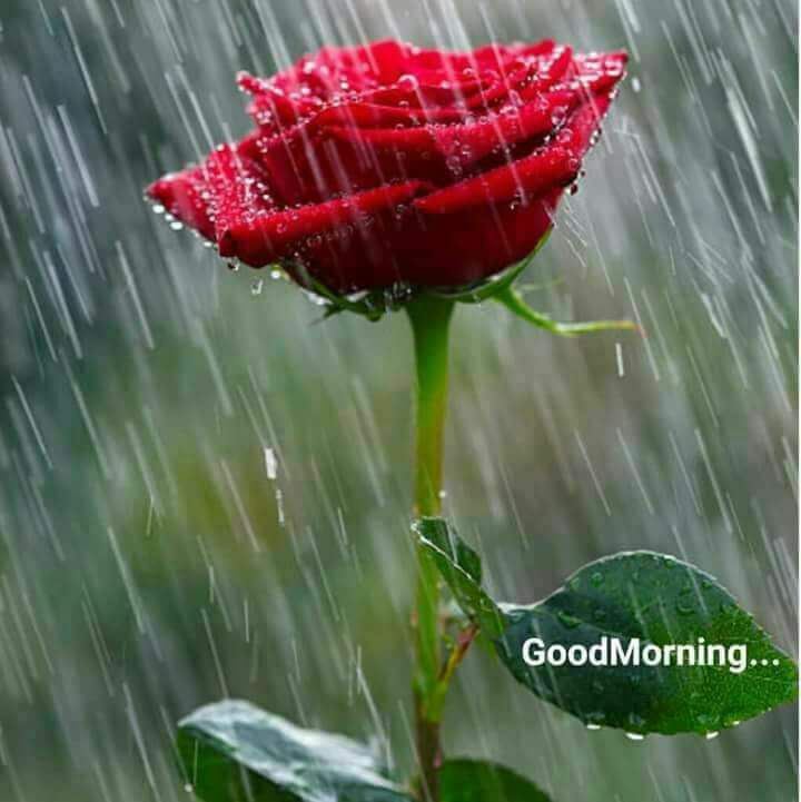 Lovely Raining Good Morning Images Awesome Greeting Hd Images